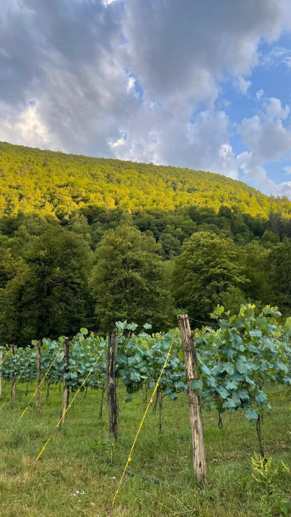 Oxford Georgia Summer